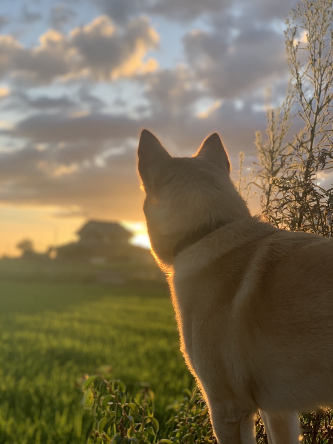 25kgのシニア雑種犬、太らせないためにやっていること