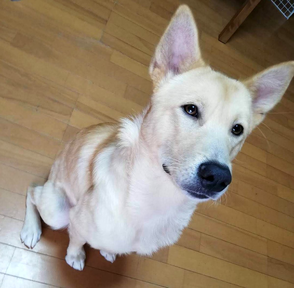 柴犬顔じゃない雑種。うちの子、何の血が入ってる?と8年考えている話
