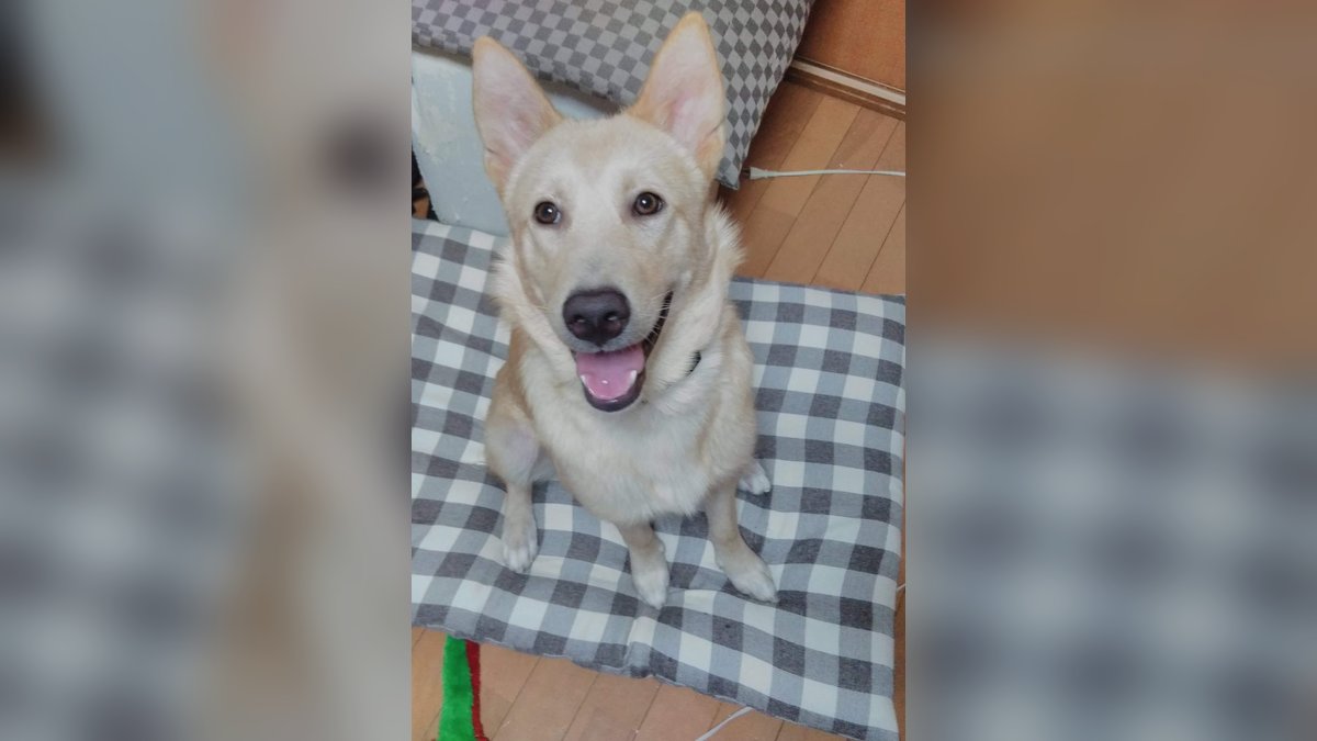 犬のおやつは野菜でいい。8歳のうちの子が食べている野菜と注意点