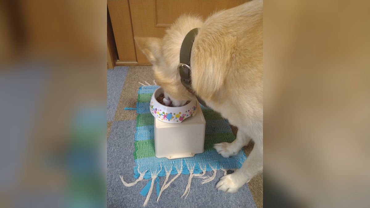 フード選びの旅の末、うちの犬が選んだのは「小分け袋」のフードだった