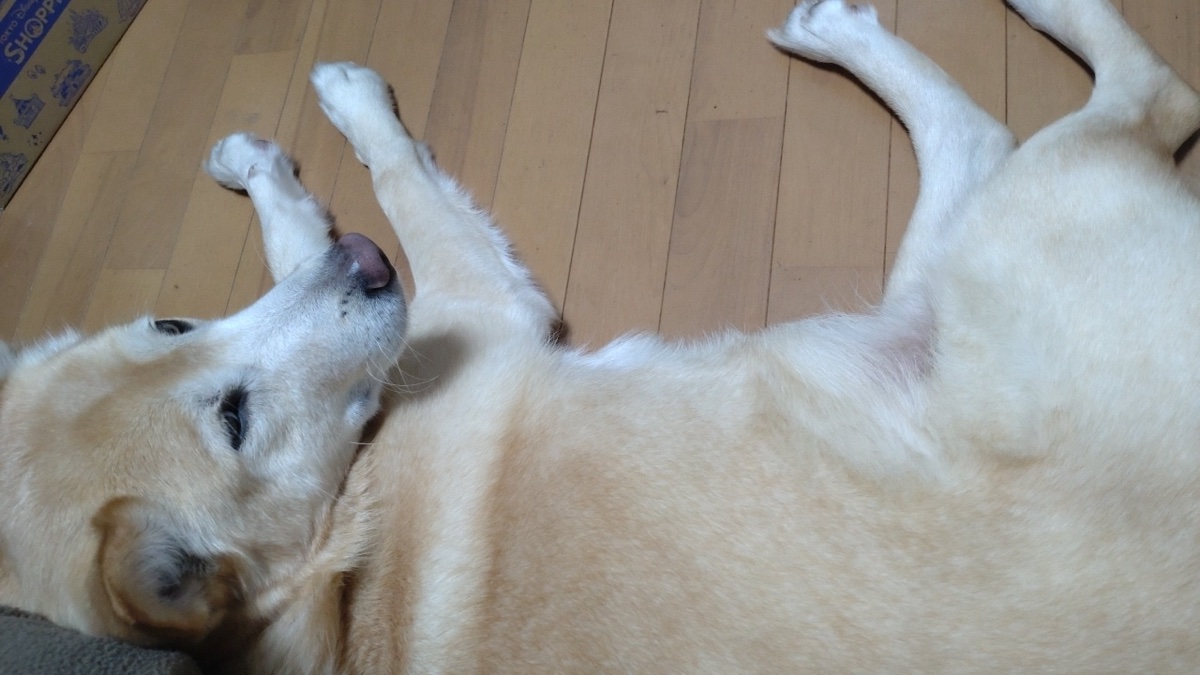 8歳の雑種犬、ペット保険に入っていません。今から入るべきか本気で調べた