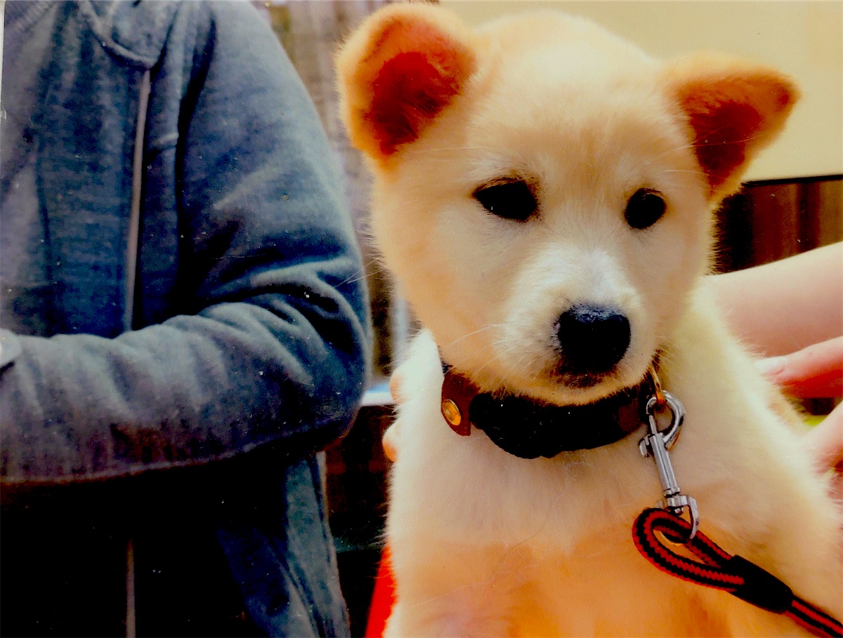 高速で1時間、県の動物愛護センターへ。保護犬ぽてとを迎えた日の話