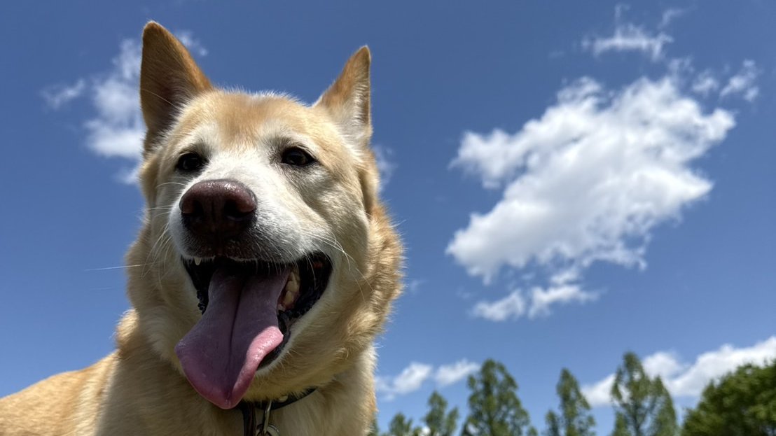 保護犬ぽてと、8歳になりました。うちの子紹介