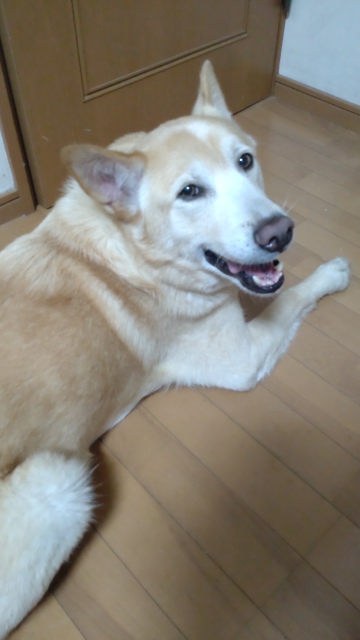 ぽてとの顔のアップ