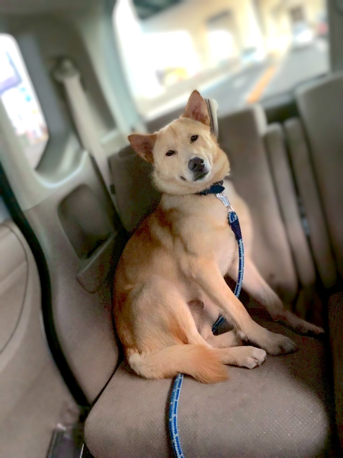 病院でパニックになる犬。うちは駐車場の車内で診察してもらっています