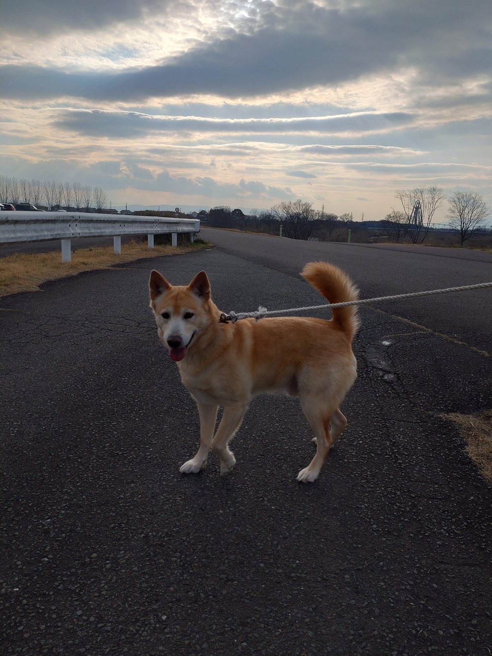夕焼けの中を散歩するぽてと