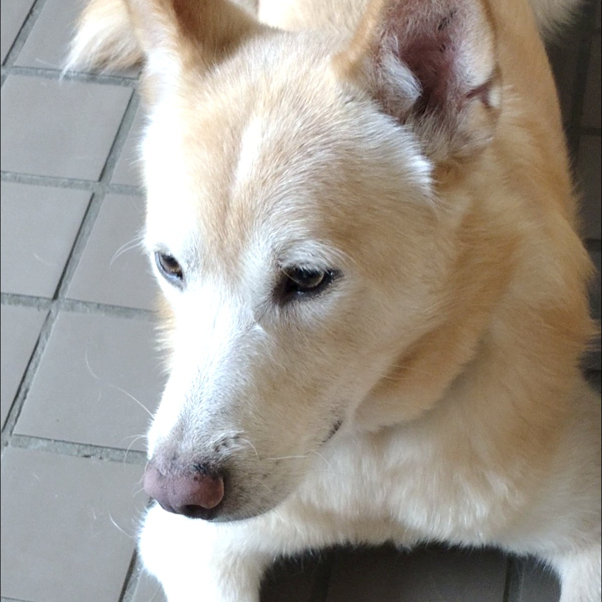 時間を選んで、散歩は必ず。保護犬ぽてとと迎える夏の暑さ対策