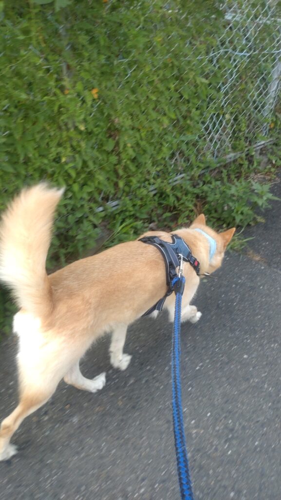 ハーネスを着けて散歩する犬のぽてと（胸に赤い留め具）