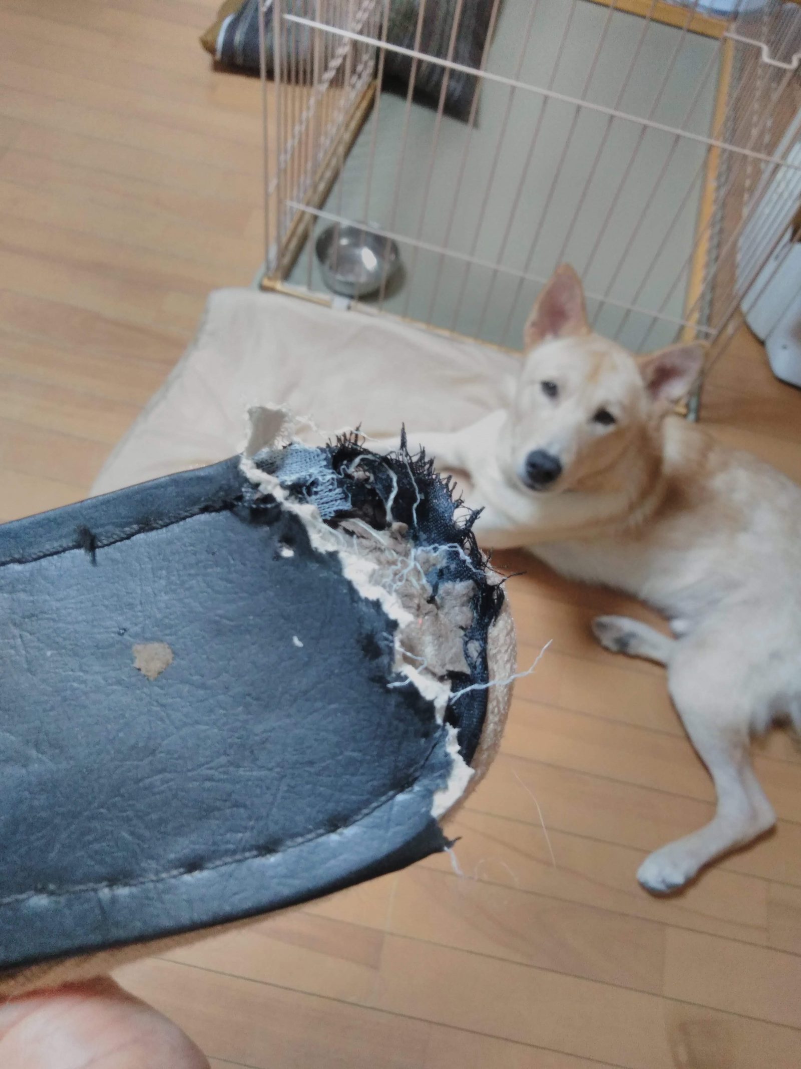【体験談】保護犬ぽてとの噛みぐせ対策｜スリッパもハンガーもボロボロにされた我が家がやったこと