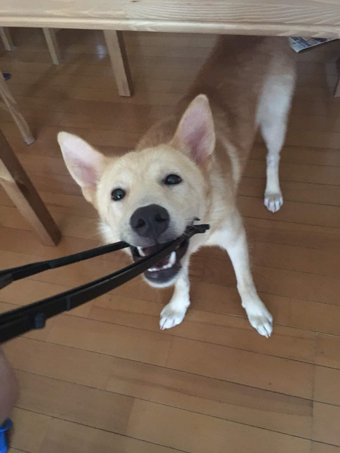 ハンガーを噛む保護犬ぽてと