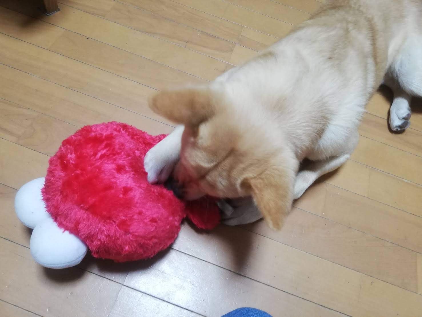 ぬいぐるみを噛んで遊ぶぽてと