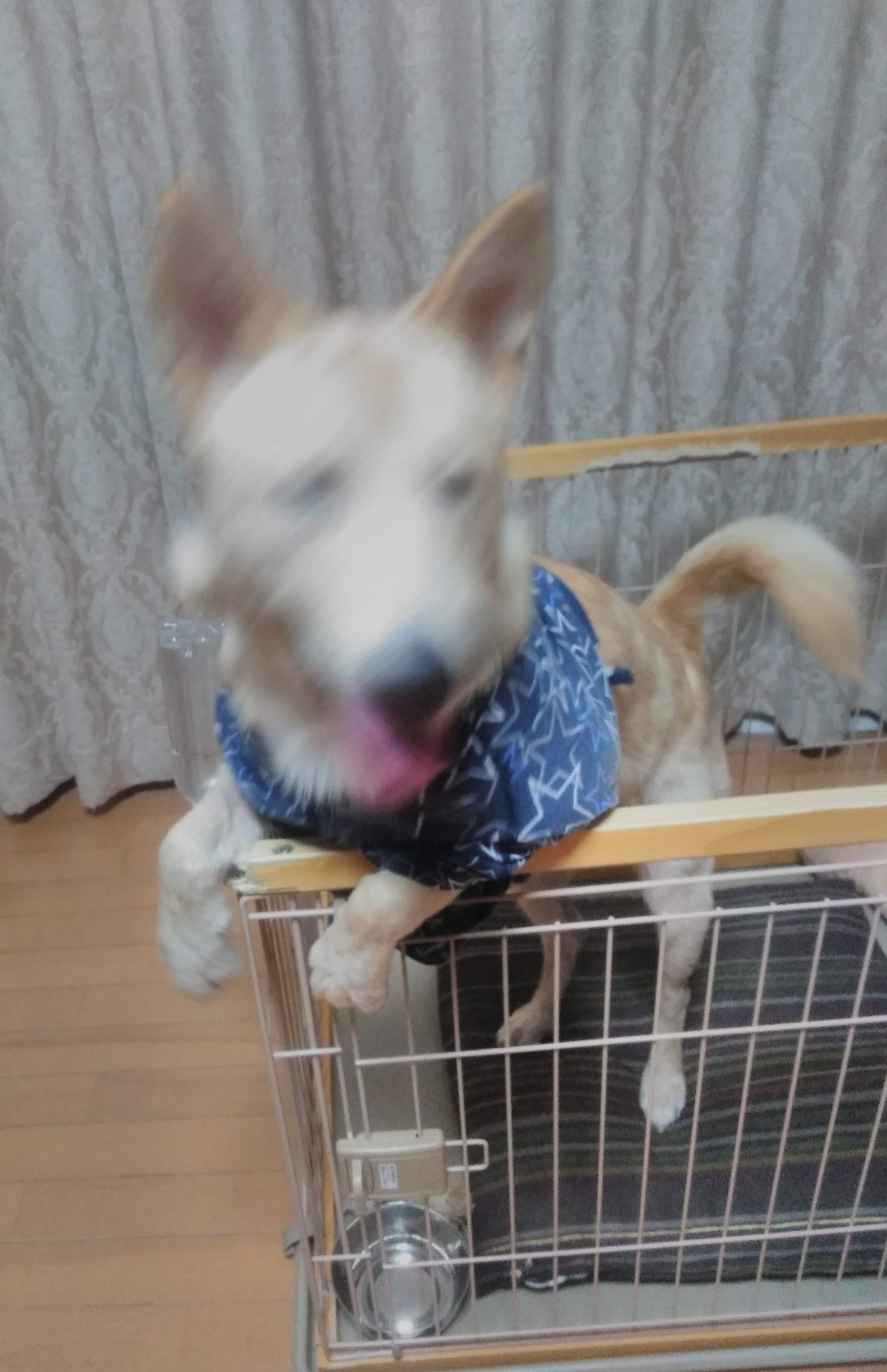ケージの柵を乗り越えて飛び出そうとする保護犬ぽてと