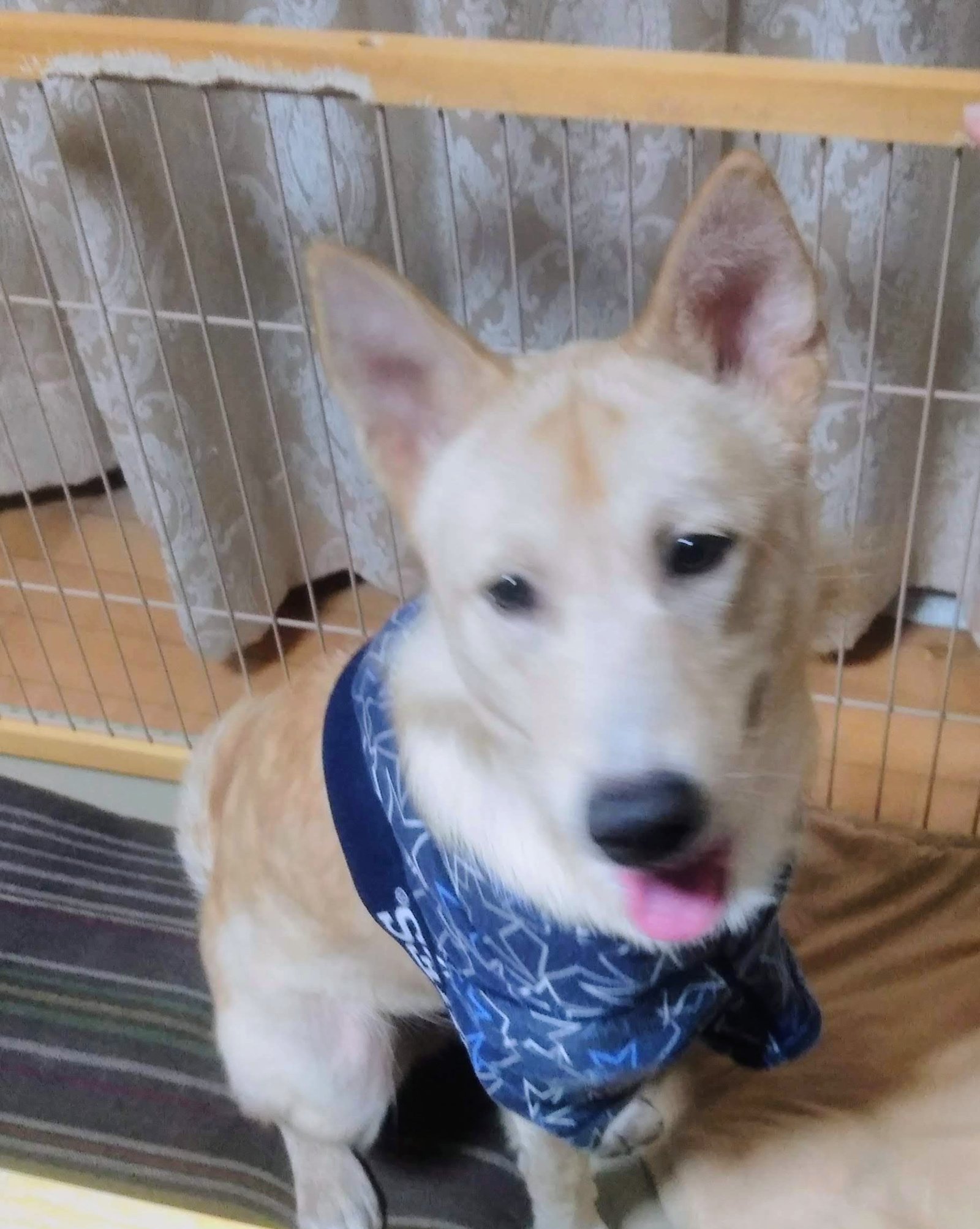 保護犬の脱走に悩んだ話｜玄関ダッシュが落ち着くまでにやったこと