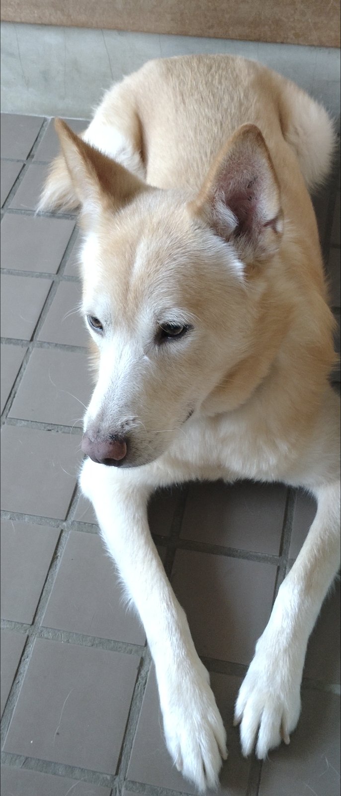 玄関のタイルでくつろぐ保護犬ぽてと