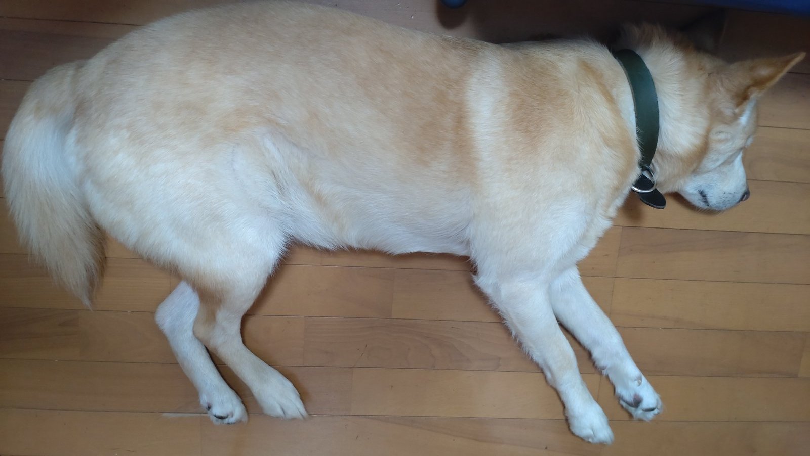 北側の部屋の床でびろーんと寝そべる保護犬ぽてと