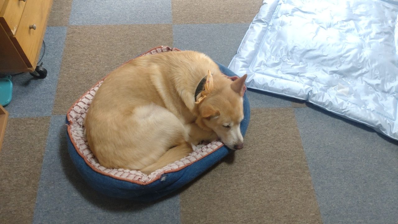 青い犬用ベッドで丸くなって眠る中型犬ぽてと