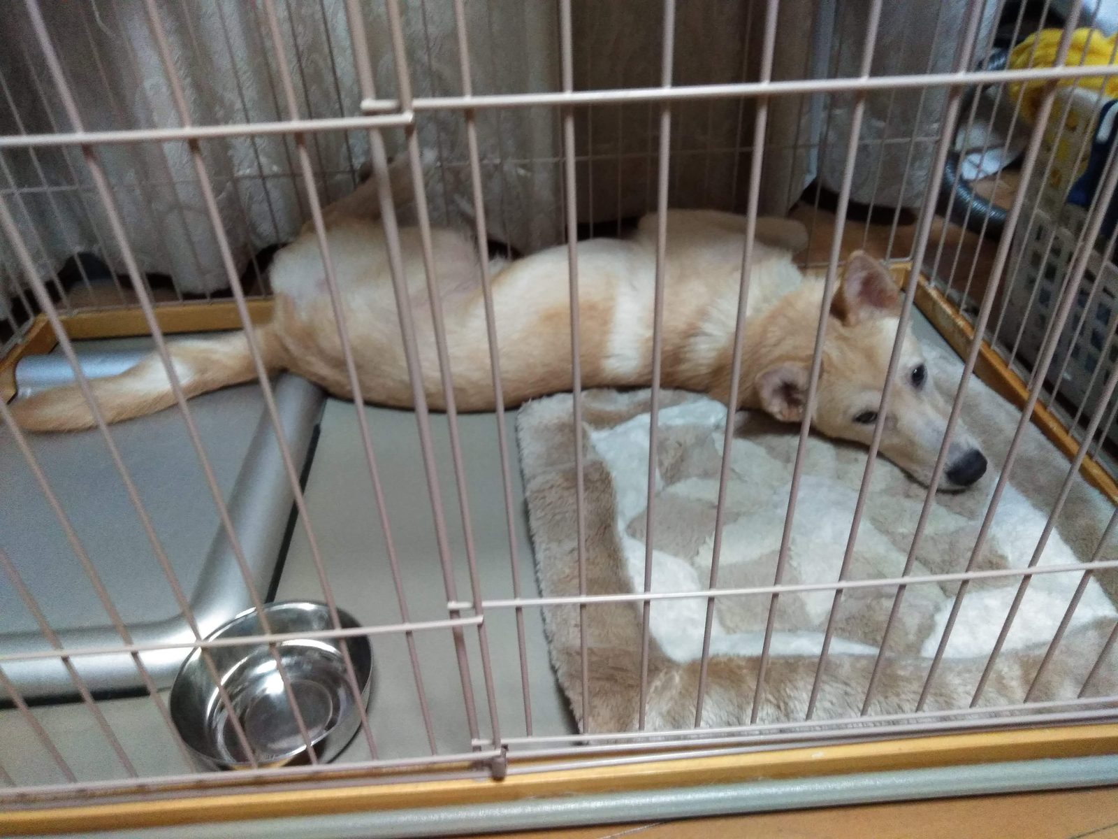 サークルの中でくつろぐ保護犬ぽてと