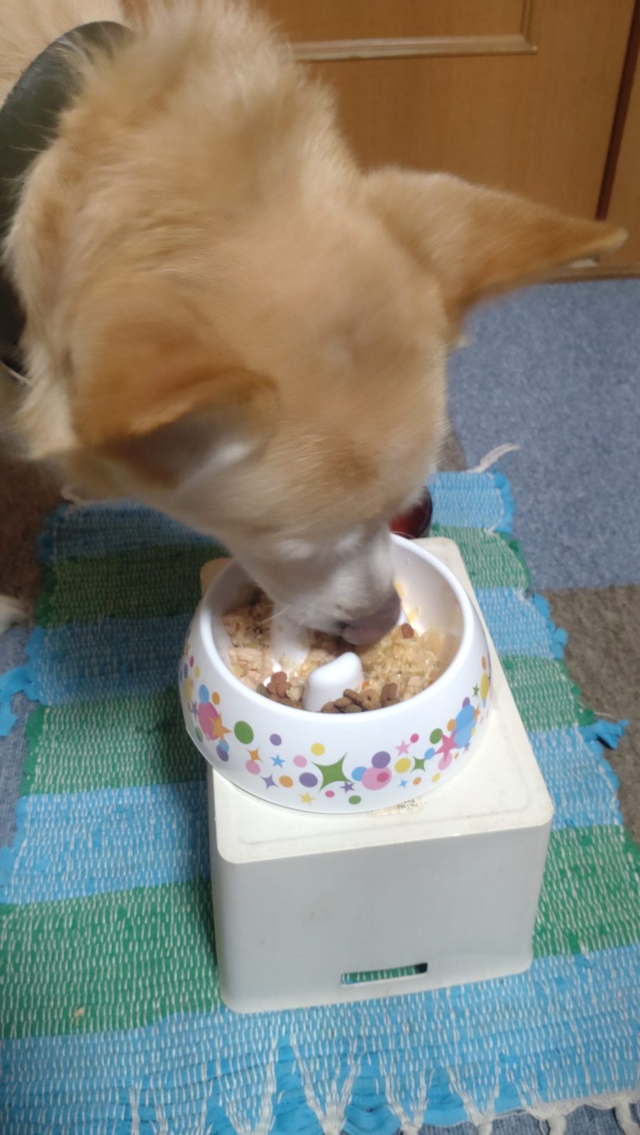 ごはんを食べる保護犬ぽてと
