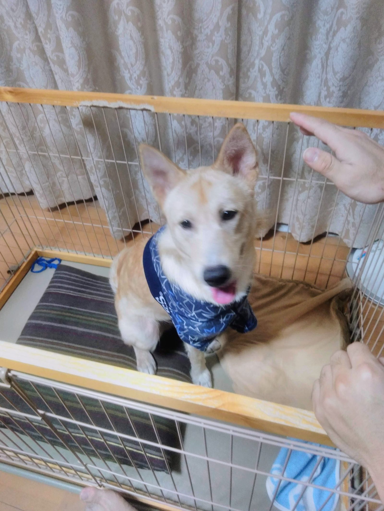 保護犬を迎えて最初に買ってよかったもの7選｜中型犬との暮らしで役立った物【体験談】