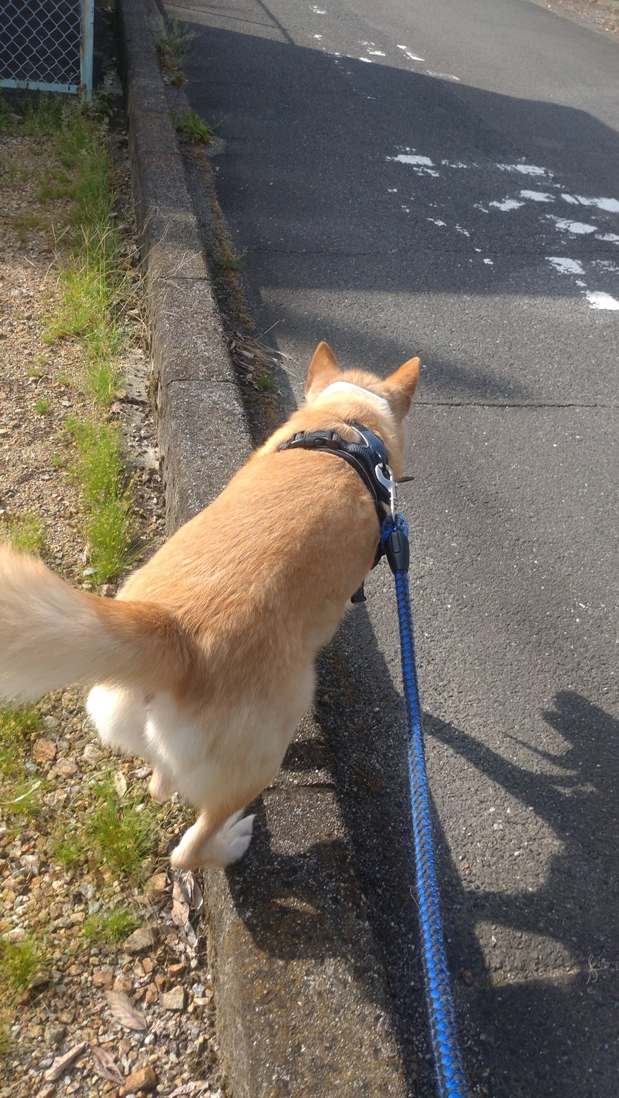 犬のハーネスが抜ける！後ずさり対策と抜けない選び方
